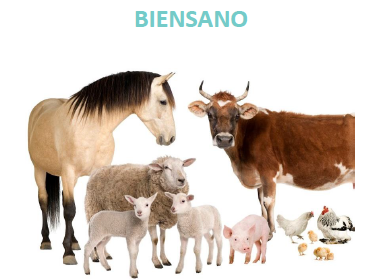  APS Biensano