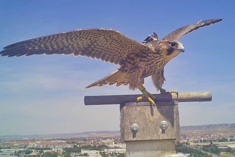 El Bosque Metropolitano dispondrá de corredores para proteger las aves rupícolas en Los Cerros y Valdecarros